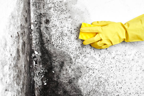 Best Same-Day Mold Removal  in Johnsonburg, PA