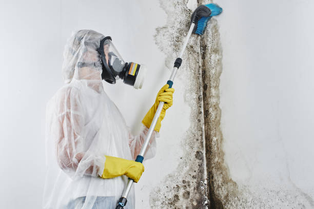 Best Fast Mold Removal  in Johnsonburg, PA