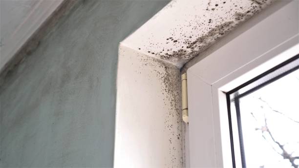 Professional Mold Removal in Johnsonburg, PA