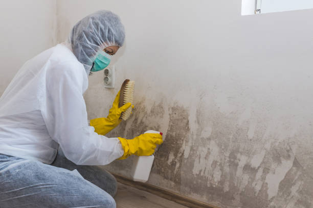 Best Crawl Space Mold Removal  in Johnsonburg, PA