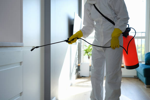 Best Affordable Mold Removal  in Johnsonburg, PA