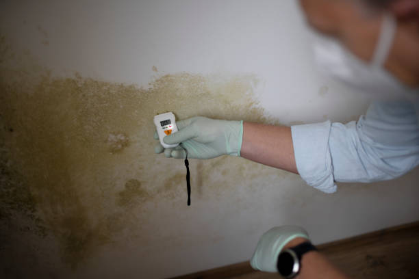 Best Residential Mold Removal  in Johnsonburg, PA