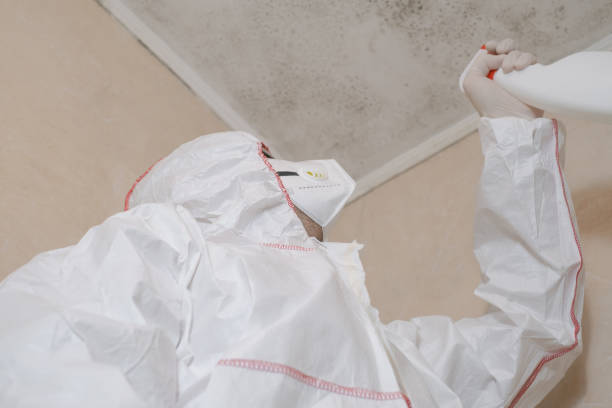 Best Black Mold Removal  in Johnsonburg, PA