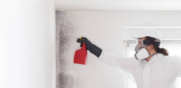Best Mold Remediation  in Johnsonburg, PA