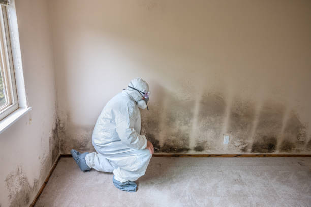 Mold Testing and Removal in Johnsonburg, PA
