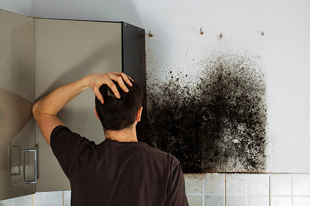 Best Mold Removal Company Near Me  in Johnsonburg, PA