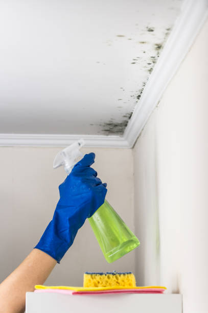 Best Professional Mold Removal  in Johnsonburg, PA